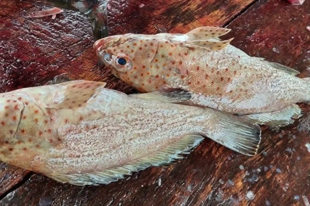 Tested and approved hamour fish benefits UAE