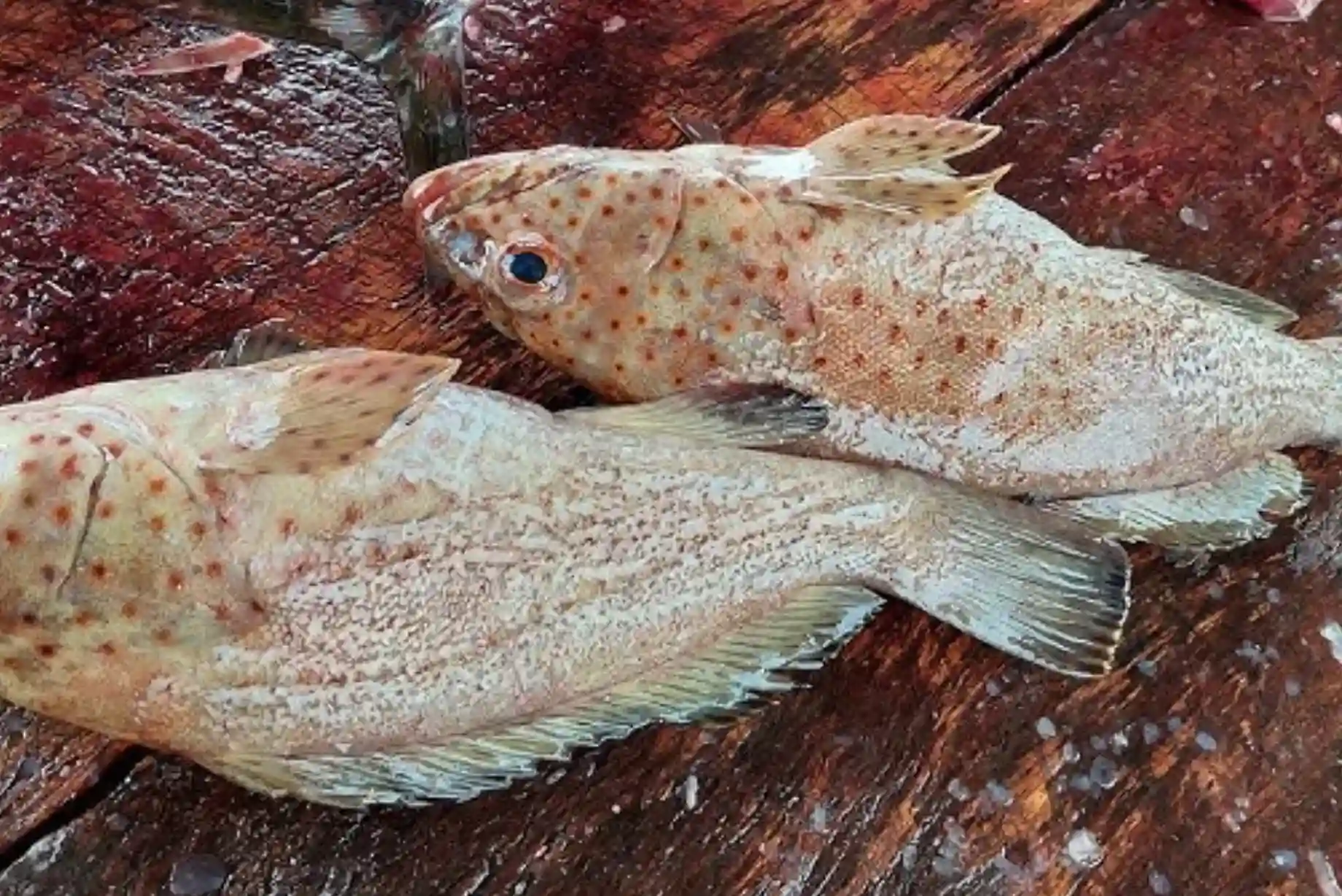 Tested and approved hamour fish benefits UAE